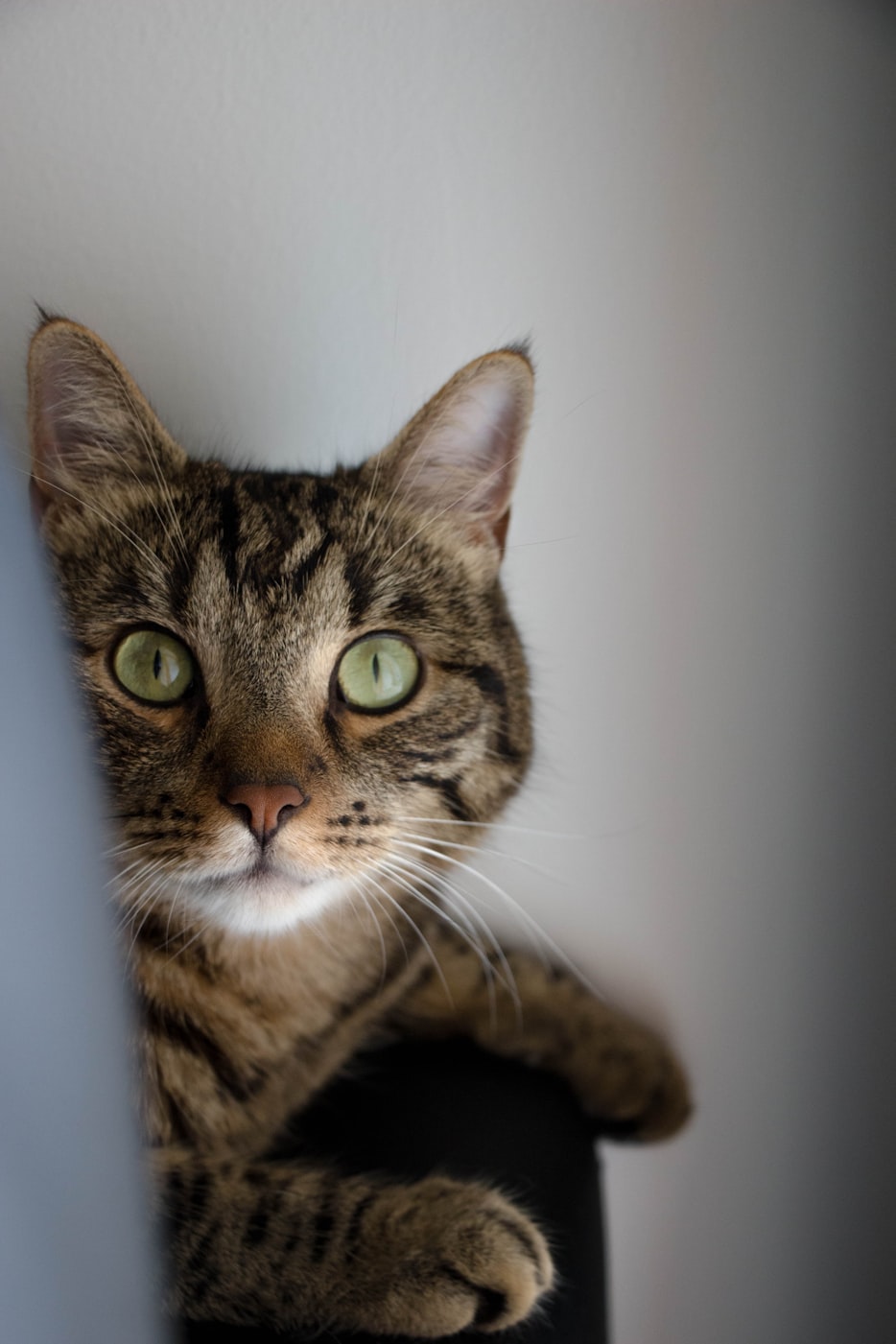 长城闪电猫费用〃长城汽车欧拉闪电猫费用