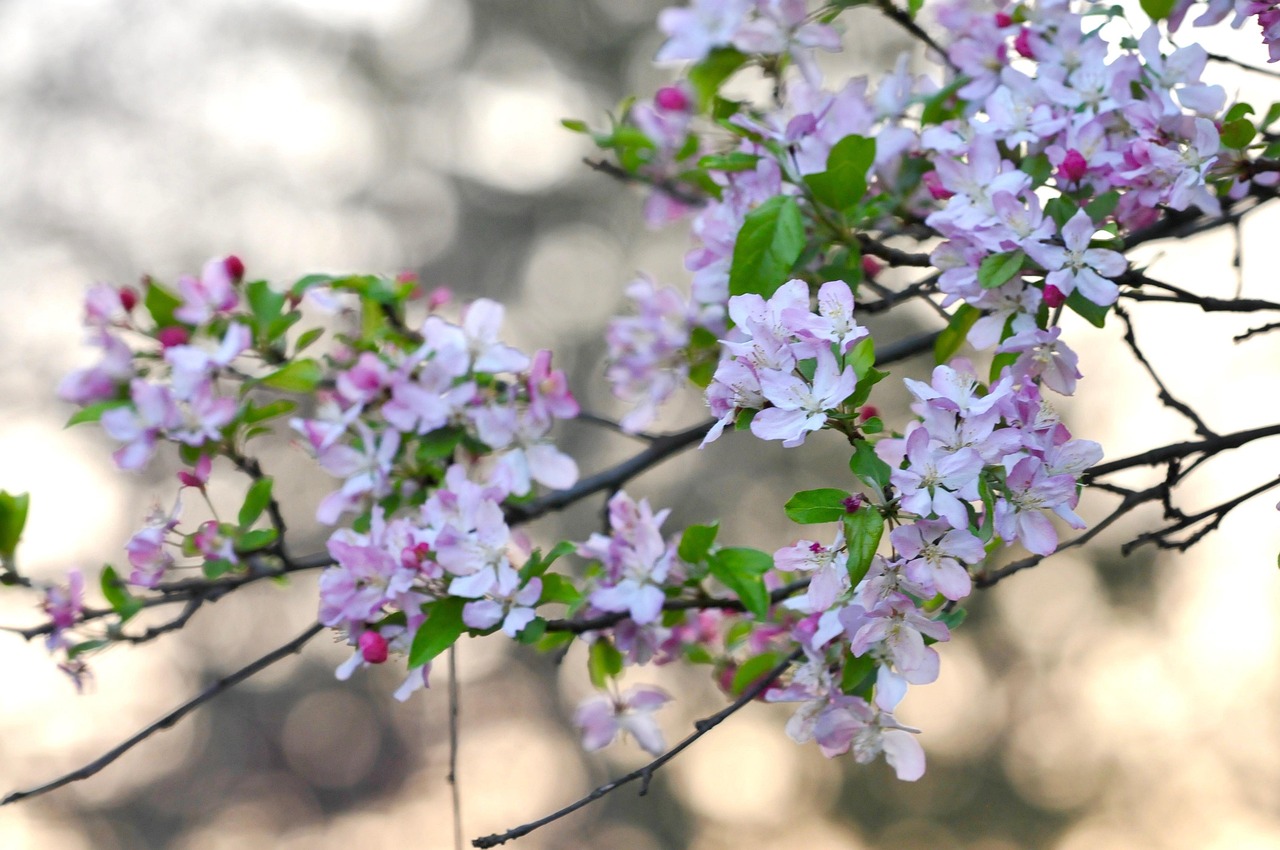 「樱花代理」〃樱花授权 「樱花代理」〃樱花授权